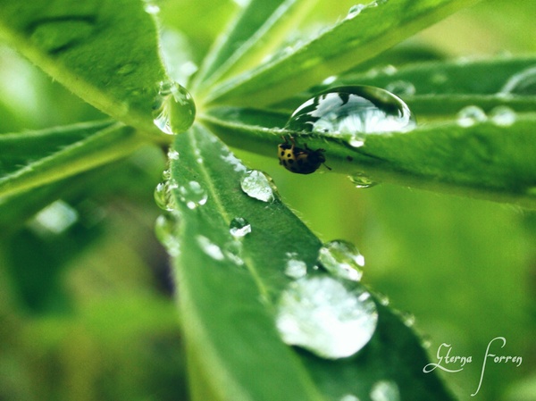 Lucky moment - My, Macro photography, Macro, Insects, My, I want criticism, The photo