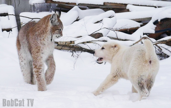 First joint walk of SAO puppy and lynx :) - Dog, Video, Katyavaleeva, Puppies, My, Lynx