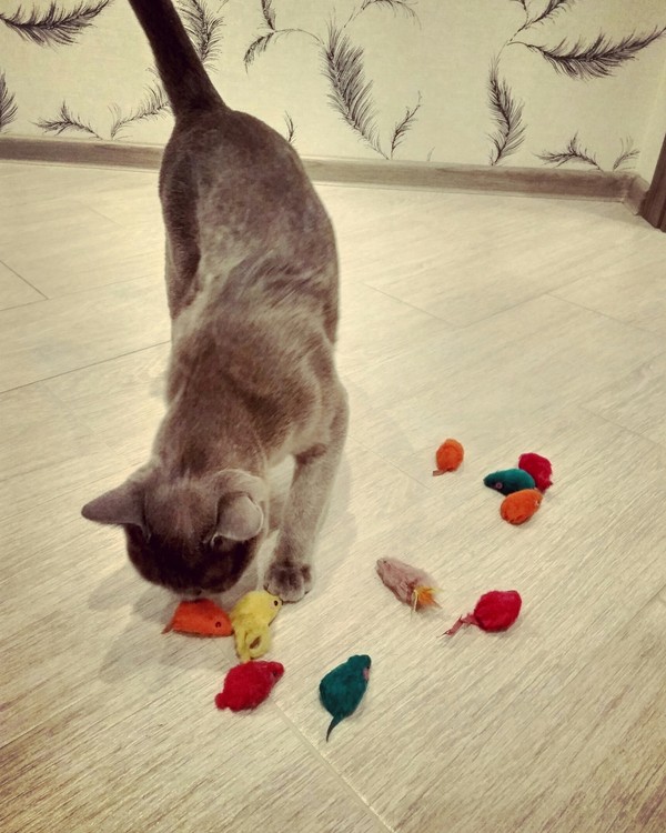 Кошачья заначка