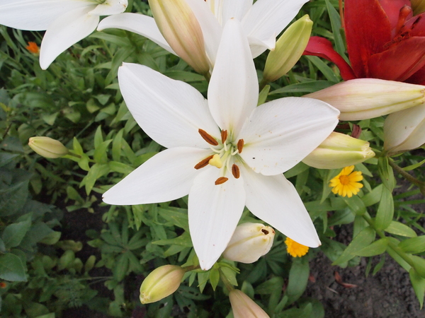 Lilies - My, The photo, Flowers, Lily, Red, White, Longpost