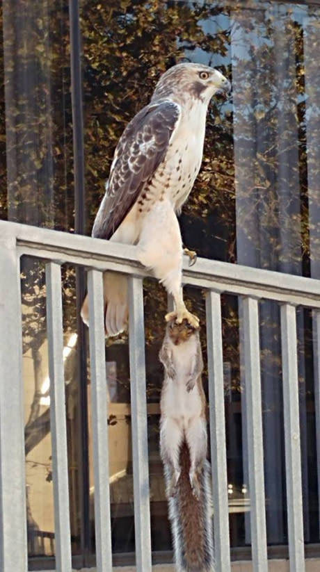 Mining - Peregrine falcon, Falcon, Food, Squirrel, Bad luck