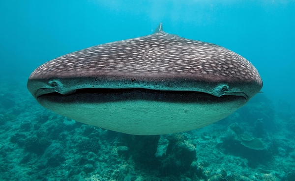 Full Face - The photo, Whale shark, Full Face, Interesting