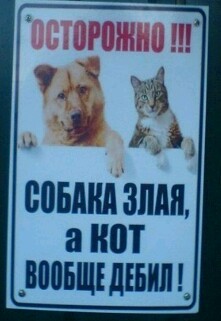 CAREFULLY!!! - Humor, cat, Dog