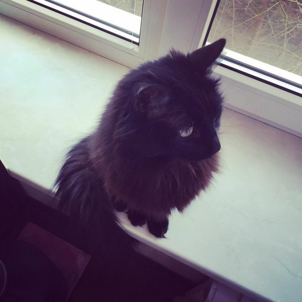 Cat on the windowsill - Black, cat, Windowsill, Homemade, The photo