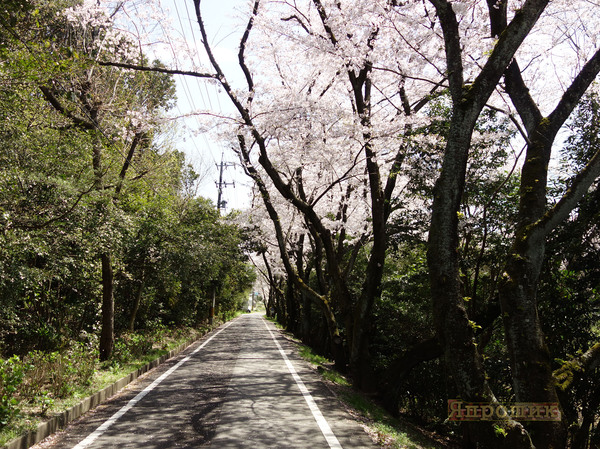 Sakura at Mioshiike Park - My, Japan, Sakura, cat, Nature, The park, Travels, , Longpost