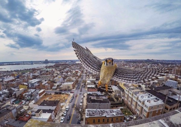 Photographed the city, and some bird ruined the photo - The photo, Humor