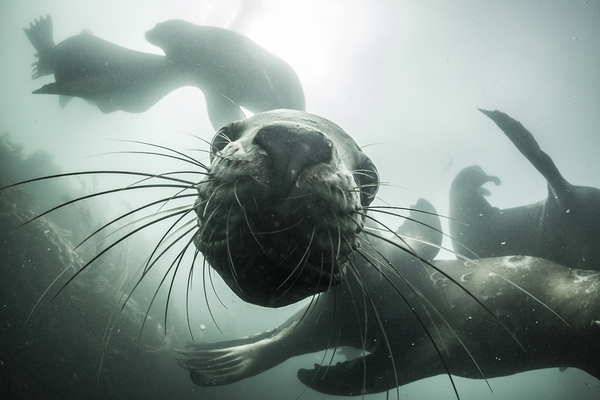 Kiss - The photo, Sea lions, Interesting