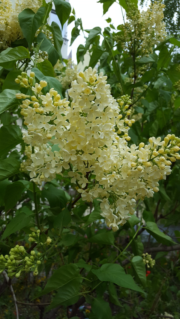 Yellow lilac. - Lilac, Yellow, Krasnodar, Longpost