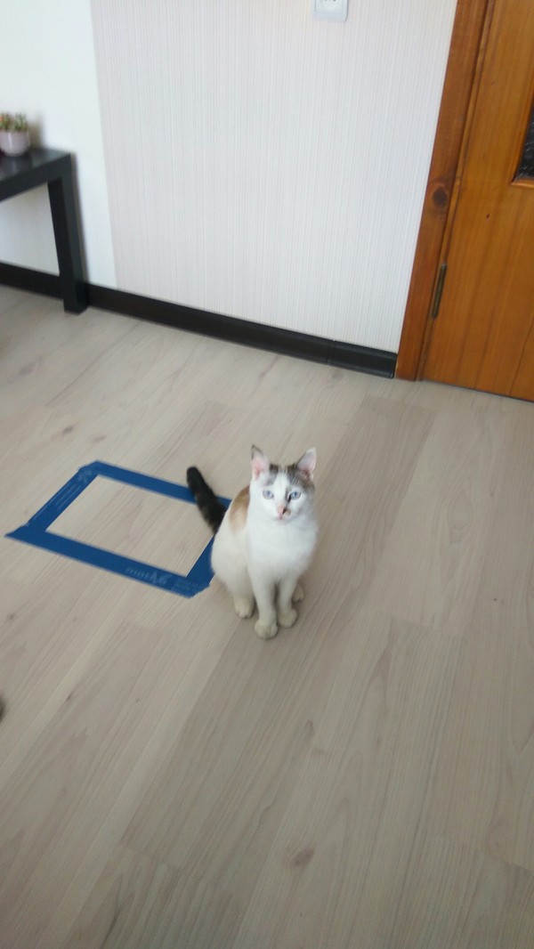 Кот сломался.