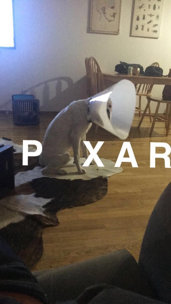 New logo - Pixar, Logo, Лампа, Dog