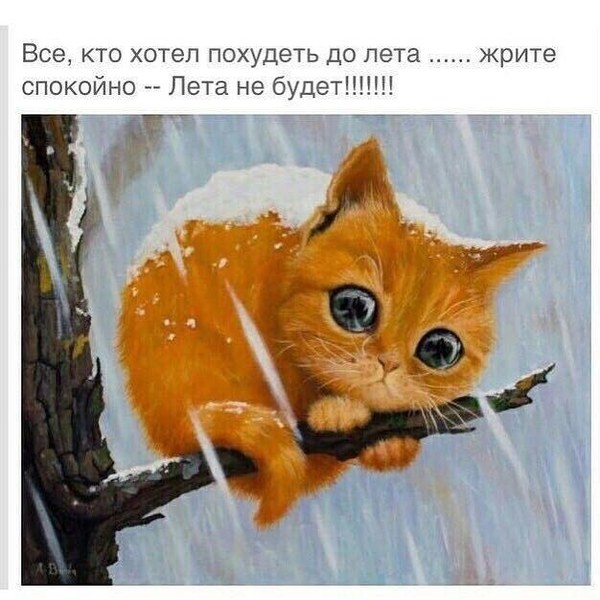 В тему погоды - Холодно, Снег, Кот, Диета