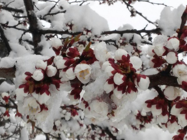April. Kharikov. - My, Spring, Flowers, Good weather