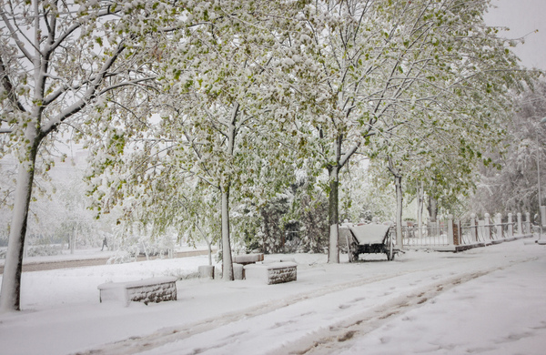 Unexpected - My, Town, Snow, Snowball, Kishinev, The photo, , Tree, Moldova, Longpost
