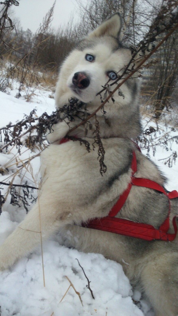 Search and rescue of Bella Chao or just Squirrels - Longpost, My, Dog, Story