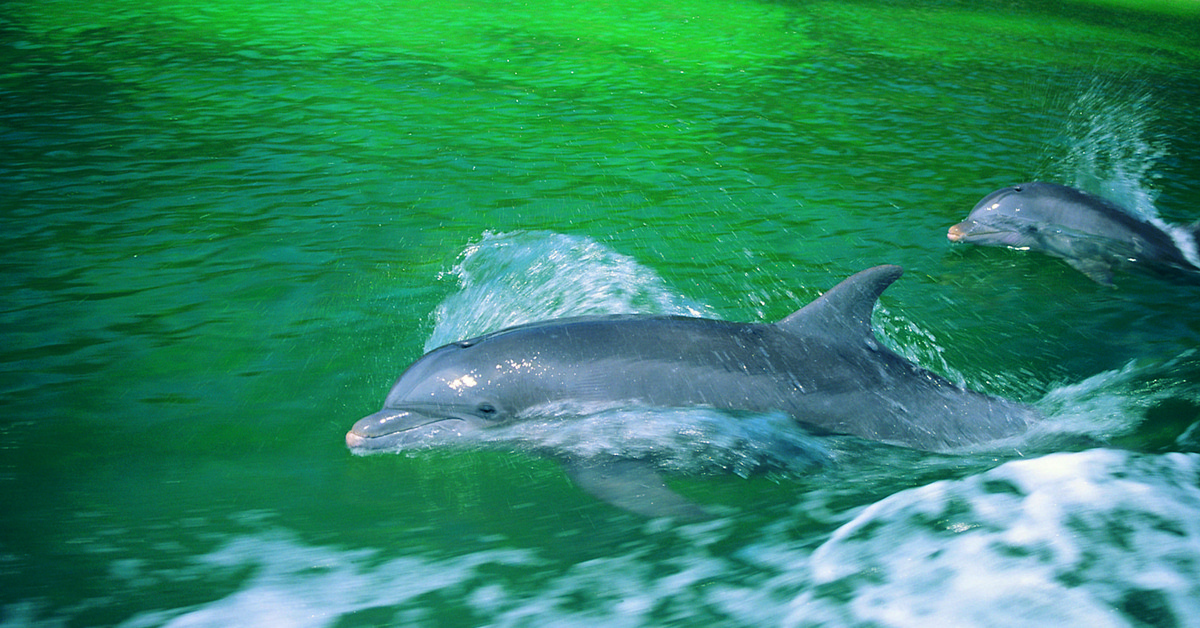 Живая природа дельфины. Дельфин-Афалина. Афалина (Tursiops truncatus). Дельфины фото. Обои дельфины.