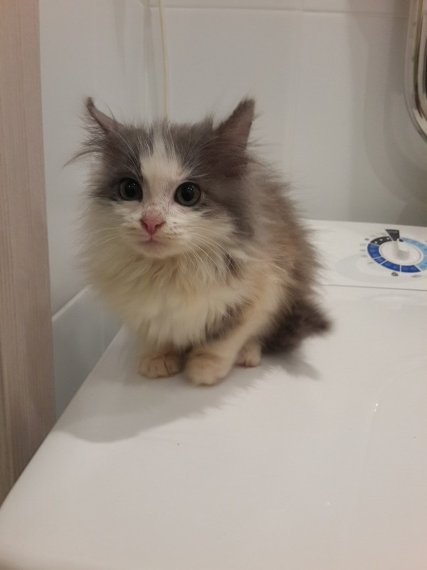 В первый день зимы... Кот, Спасение животных, Первый день зимы, Копипаста, Длиннопост