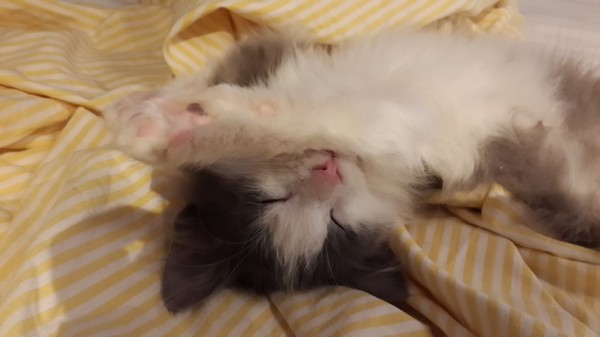 В первый день зимы... Кот, Спасение животных, Первый день зимы, Копипаста, Длиннопост