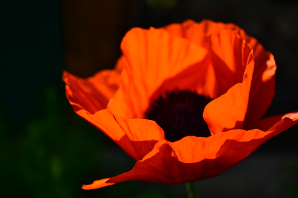 Огненный цветок