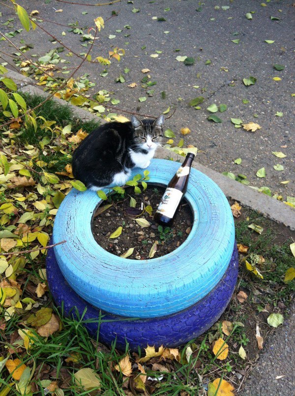 Waiting for a companion. - My, cat, Bottle, Beer