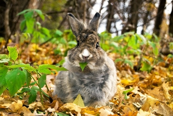 Вкусный листик