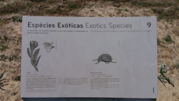 exotic insect... - My, Potato, Colorado beetle, Coloradas, Portugal, El camino