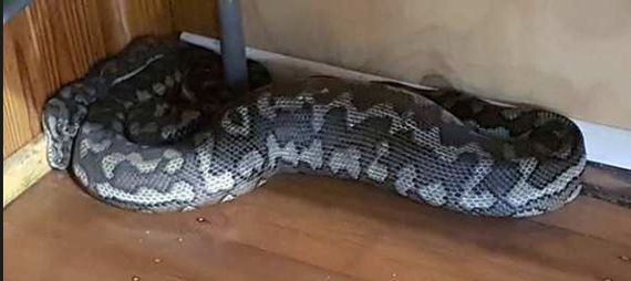 A huge snake fell into the sports club through the ceiling - Snake, Australia