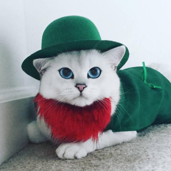 Wool Irishman - cat, Cobythecat
