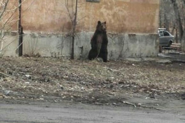 Residents of Chelyabinsk filmed a bear walking around the city - Chelyabinsk, The Bears