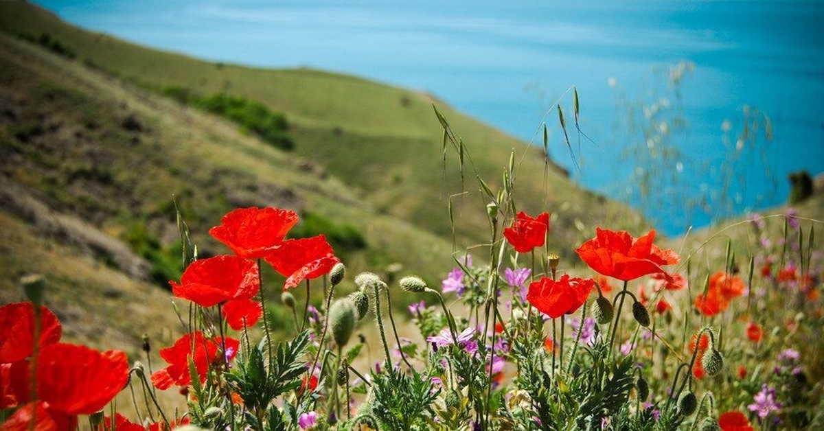 Открытки цветов крыма
