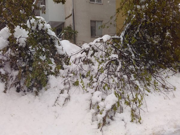 anomalous spring - My, Weather, Moldova, Snowfall, Tree, Snow in spring, Kishinev, Longpost, My