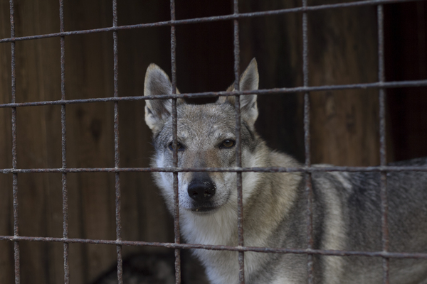 Live communication with real wolves. wolf house - Longpost, , , My, Nature, Animals, The photo