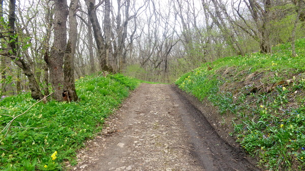 Spring in the foothills of the North Caucasus. - My, Caucasus, , Beshtau, Beshtau Nature Reserve, Longpost