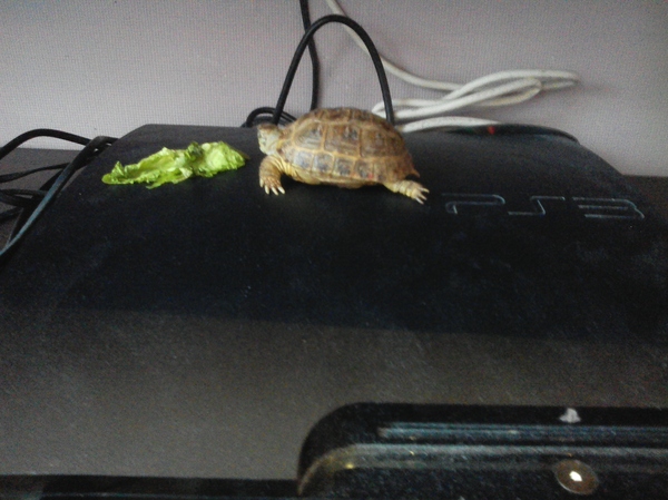 Почечная недостаточность у черепахи | Пикабу