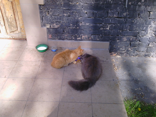 Cats of our yard 3. Feeding and communication. - Red and Grey, My, My, Friends, Catomafia, cat, Longpost, Video