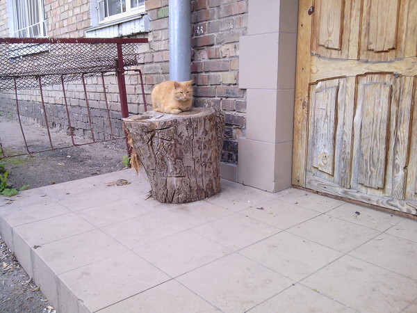 Коты нашего двора 3. Кормление и общение. Продолжение Котомафия, Моё, Рыжий и Серый, Друзья, Видео, Длиннопост, Кот