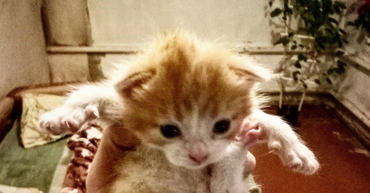 Требуется помощь в поиске места в г. Санкт-Петербург | Пикабу