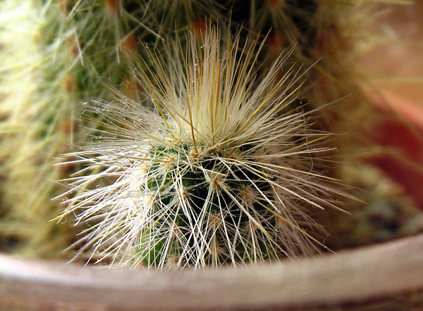 Small cactus - My, Cactus, The photo