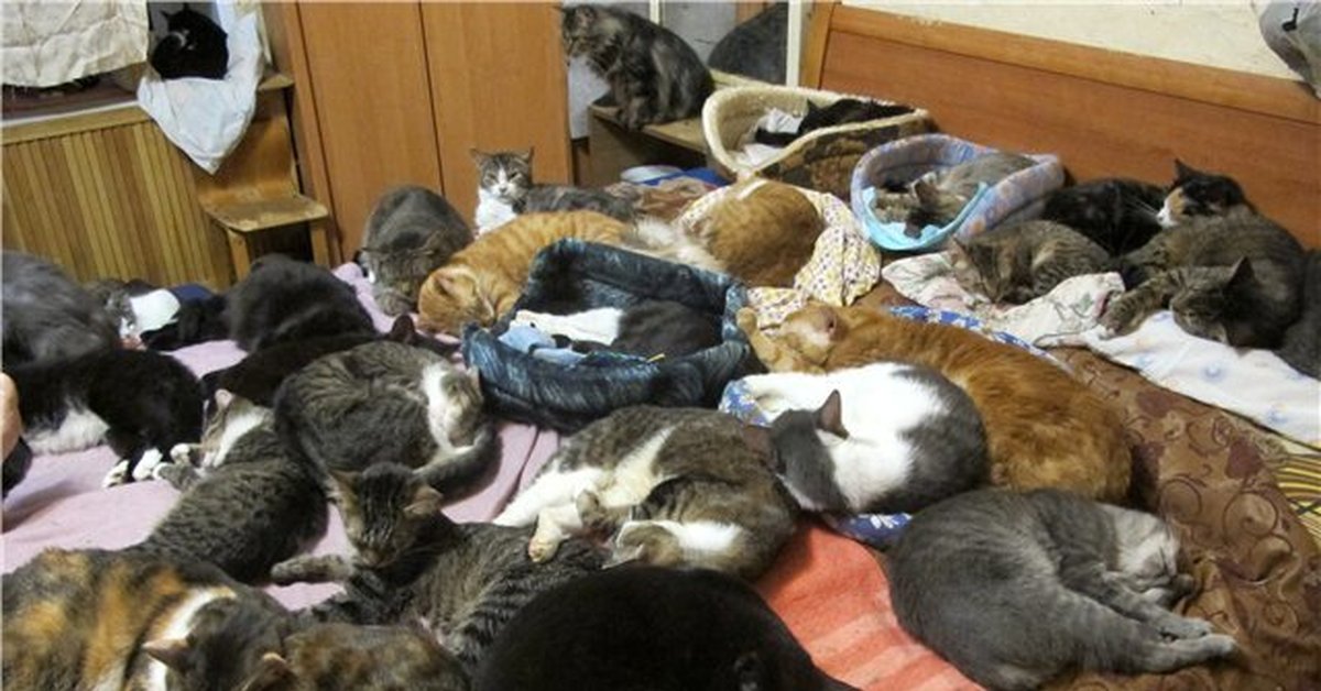 Животные в общежитии. Много кошек в квартире. Много котов в квартире. Много животных в квартире. Множество кошек в квартире.