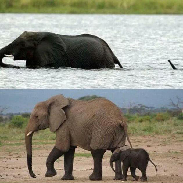 Finally the snorkel came in handy. - Elephants, Snorkel, The photo, Trunk, Not mine