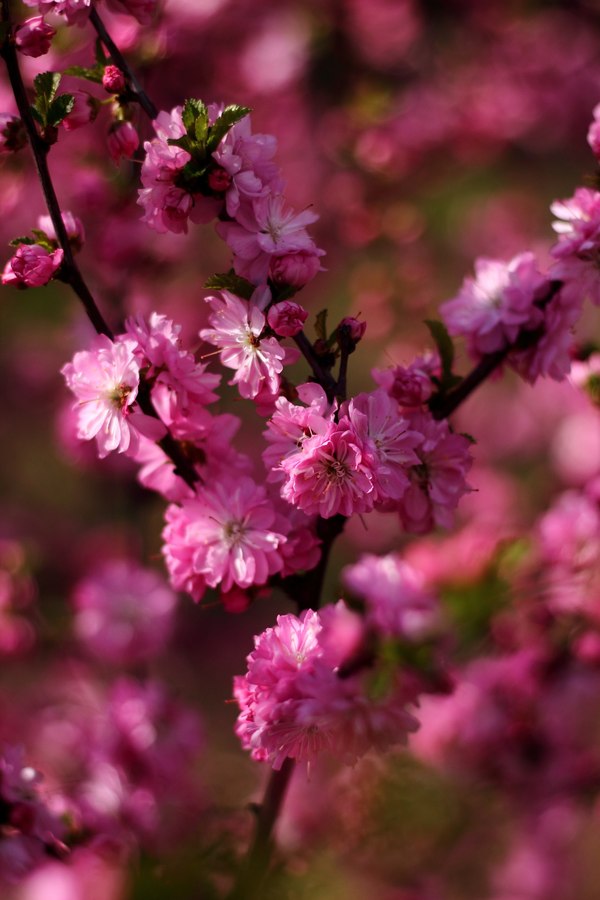 Spring in Siberia - My, The photo, Nature, Tyva Republic, Longpost