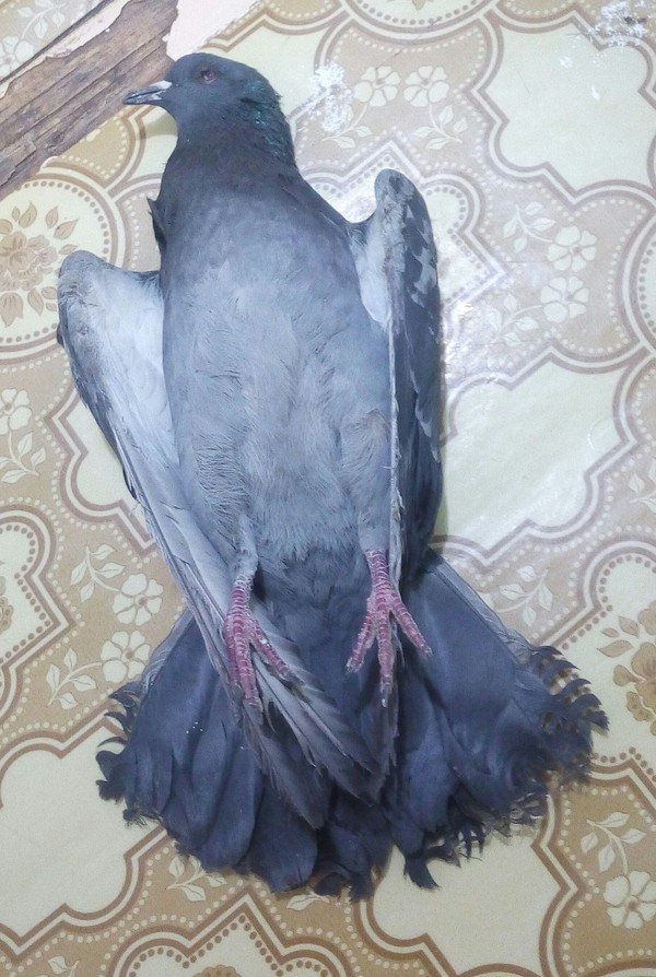 Bad morning - My, Pigeon, Dead body