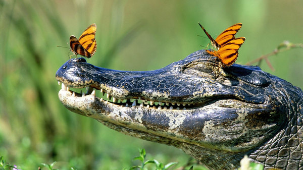 Crocodiles are brothers of dinosaurs and uncles of birds. - My, Crocodile, Evolution, Paleontology, Biology, Animals, Reptiles, The science, Longpost, Crocodiles
