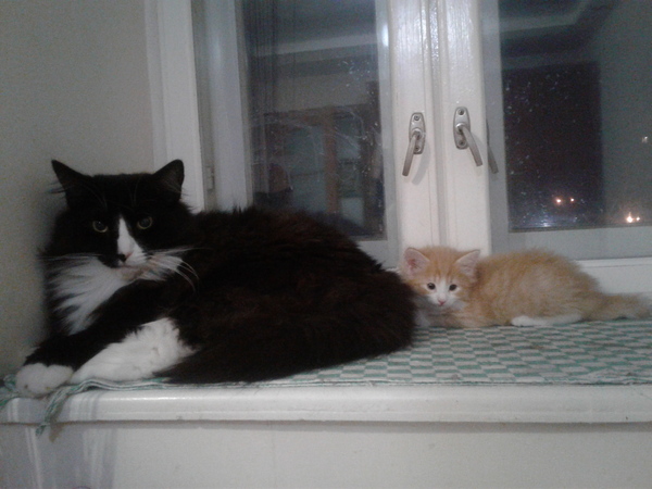 Когда хочешь потусить со старшим братом