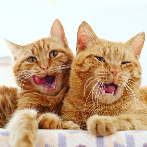 Shpuntik and Funtik are hungry - Typical, Officials, cat, Redheads, Hunger, The photo