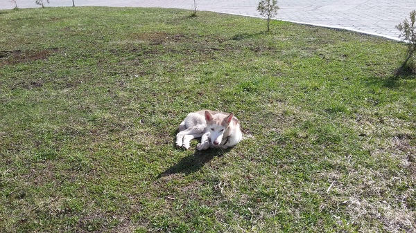 Найдена собака Тула.