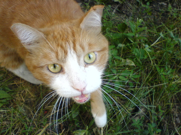 Came to get acquainted - My, Redheads, , cat