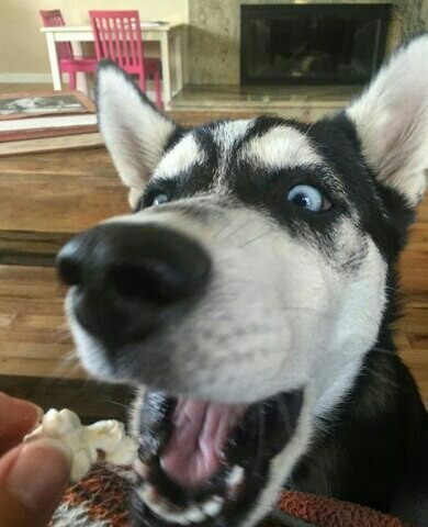 Yummy!!! - Dog, Popcorn, Yummy