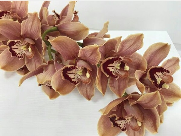 Советы флориста #4: Орхидеи Цимбидиум, уход за букетом Орхидеи, Цимбидиум, Флористика, Цветочный магазин, Длиннопост