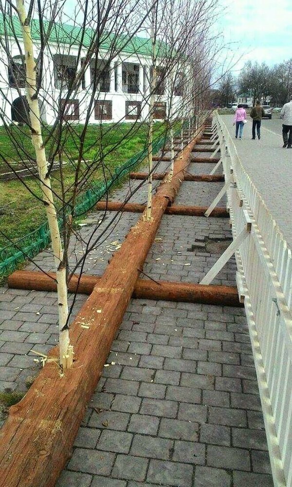 Trees planted in Suzdal for Putin's arrival - Vladimir Putin, news, Suzdal