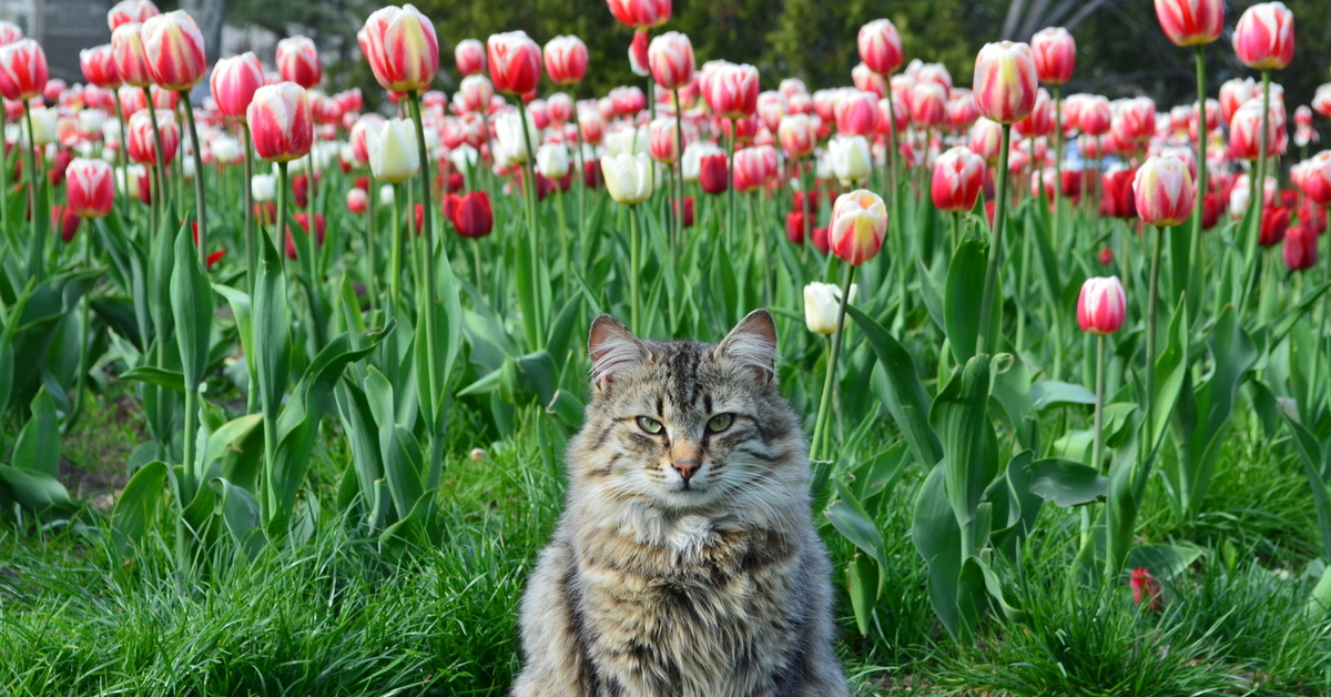 Тюльпаны для кошек ядовиты или нет. Кошка с тюльпанами. Котенок с тюльпанами.